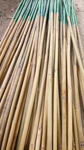 Bambú natural Poste recto Cañas de bambú del bosque Patria Árbol de bambú grande 300cm del proveedor de Vietnam - Product Image 3