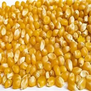 Nicht gentechnisch veränderter gelber Mais aus Europa