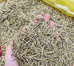 Hojas de Romero Secas de Fábrica Directa de Vietnam, Hierba a Granel para Bolsitas de Té, Uso Culinario y Suministro con Etiqueta Personalizada - Product Image 1