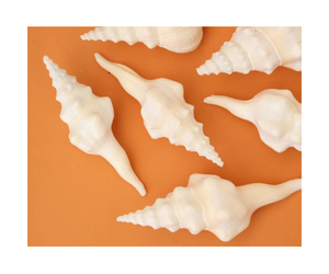 Conchas de concha Fusinus undatus, conchas marinas limpias secas naturales, de exportación de conchas marinas Vietnam, precio barato - Product Image 1