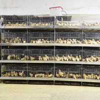 Cages à cailles de couche pour l'Afrique du Sud, équipement agricole de cage à cailles en plastique