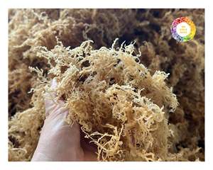 สาหร่ายคอตตอนชนิด Eucheuma แห้งธรรมชาติจากเวียดนามใช้ในคาราจีแนนสกัดอาหารเพื่อสุขภาพและผลิตภัณฑ์เสริมอาหาร - Product Image 3