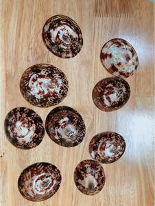 Vietnam Limpet Seashell for Use in Shell Art Projects Sea Decorations <b>Aquarium</b> <b>Accessories</b> or Home Craft Supplies - Product Image 4