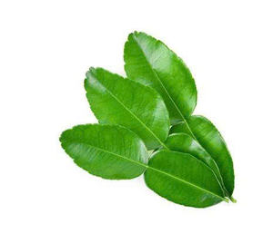 สมุนไพรหอมธรรมชาติแช่แข็งใบมะนาวขายส่งจำนวนมากสินค้าส่งออกขายดี - Product Image 4