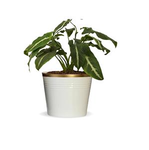 FLORERO DE METAL DE PLATA BRILLANTE FLORERO DE LATÓN BRILLANTE PARA LA DECORACIÓN DEL HOGAR FLORERO DE METAL DE DISEÑO ANTIGUO - Product Image 2