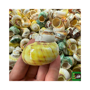 Coquillage naturel poli de qualité supérieure, Jade Turbo Shell Hermit/ Lambis Truncata Sea Shell Spider Conch Material Cadeaux de mariage - Product Image 4