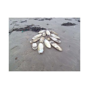 Os de seiche longue durée pour oiseaux de compagnie vendus au prix de gros - Product Image 3