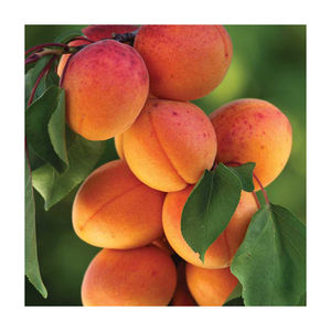 แอปริคอตแช่แข็ง - Product Image 6