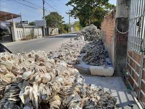 เปลือกหอยนางรมอบแห้งธรรมชาติสำหรับอาหารสัตว์และการเกษตรจำนวนมากจากเวียดนาม - Product Image 2