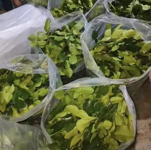 ใบผักโขมแช่แข็งเกรด A คุณภาพการส่งออกที่ดีที่สุดสดจากฟาร์มมีจำหน่ายในขนาด S M L บรรจุภัณฑ์จำนวนมากขายส่ง - Product Image 2