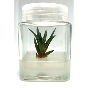 Opción OEM personalizable de agar de grado de cultivo de tejidos de alta calidad para cultivo de tejidos vegetales - Product Image 6