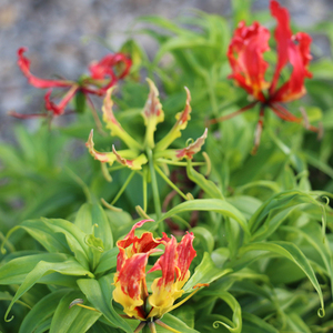 หลอดไฟลิลลี่ธรรมชาติสกัดจากดอกลิลลี่ผงสกัดจากดอกลิลลี่ - Product Image 3