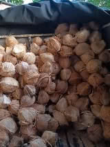 Suministro a granel de carne de coco congelada de Vietnam textura masticable orgánica OEM ideal para batidos postres horneados y aperitivos industria - Product Image 2