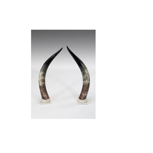 Uffalo par cuerno con pieza decorativa de pared pulida aspecto moderno cuerno de búfalo para la mejor calidad pieza - Product Image 2