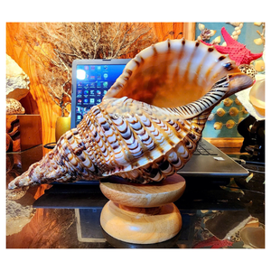 Triton Shell Ocean Style Décoration Unique Finition Lumineuse Triton Shell Exportation Vietnam Marine Home Display Ornement - Product Image 1