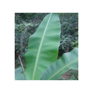 Exportación a granel de hoja de plátano congelada sostenible para envolturas de Alimentos/precio barato hoja de plátano congelada origen en Vietnam - Product Image 1