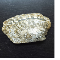 Coquillages à lèvres vert naturel de taille 4 pouces, idéaux pour la revente par les magasins d'approvisionnement en coquillages de mer adaptés à diverses applications