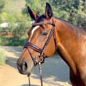 Brida ecuestre El charol marrón está acentuado por el acolchado y elevado con una tubería brillante de bronce en la banda de la nariz y la banda para la frente - Product Image 2