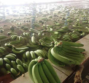 Banane Cavendish fraîche du Vietnam, issue de fruits mûrs, pour la restauration, la préparation, les canaux de vente au détail et l'approvisionnement en importation - Product Image 6