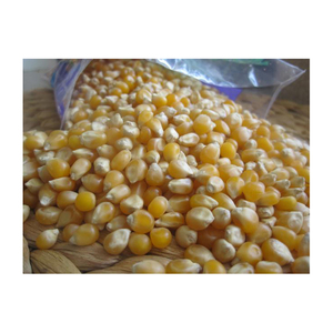 Maíz amarillo seco asequible, maíz amarillo no GMO y maíz blanco para alimentación humana y Animal - Product Image 5
