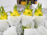 Fruit du dragon frais d'origine FARM Vietnam Meilleur prix pour l'exportation avec un prix compétitif du fournisseur vietnamien