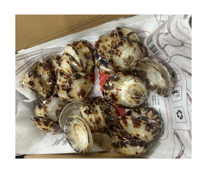 Limpet Lot énorme de beaux coquillages Coquillages de mer limpet Euprotomus hawk conque shell - Product Image 4