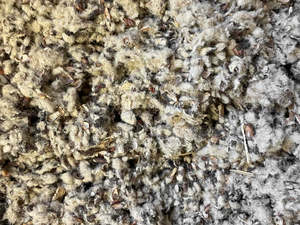 consistent <b>cotton</b> seeds - Product Image 4