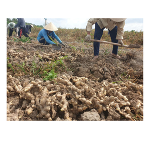 <b>Fresh</b> picked <b>ginger</b> with firm feel juicy inside rich in essential oils and strong aroma great for various cooking techniques - Product Image 3