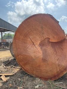 Bûches de Balau de qualité supérieure (Shorea spp.) Bûches de Balau jaunes, bûches de Balau rouges - Product Image 3