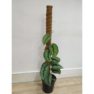 POLO DE SOPORTE DE PLANTA DE COIR ECOLÓGICO/EXCELENTE PARA MONSTERAS Y FILODENDRONES/HECHO EN VIETNAM - Product Image 6