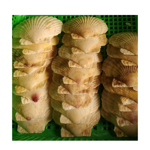 หอยเชลล์แฟลตสำหรับตกแต่งชายฝั่งศิลปะแบบทำมือและจัดงานแต่งงาน - Product Image 5