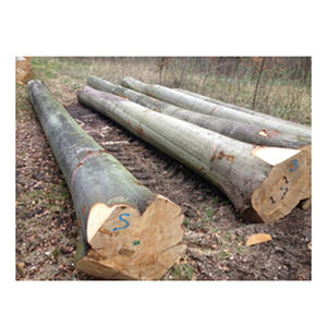 Bûches de hêtre de qualité supérieure avec règles de calibrage strictes pour la conformité aux normes européennes du bois, export en gros - Product Image 6
