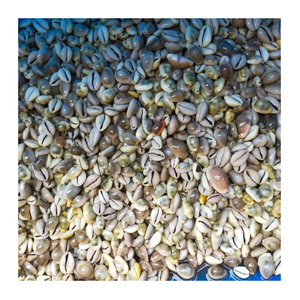 Conchas de cauri de Vietnam de alta calidad, pequeñas, blancas naturales, limpias, secas y vacías, adecuadas para exportación y decoración - Product Image 1