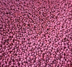 Graines de globe blancs Tunrip Purple Top - Product Image 2