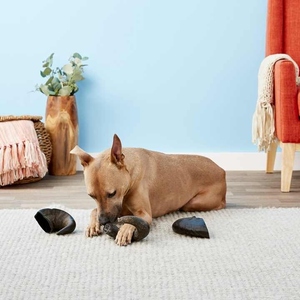 Agua natural Cuerno de búfalo Masticables para perros Golosinas ideales para dientes y encías saludables que promueven el bienestar canino general - Product Image 5