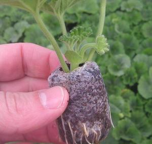 Coco Peat Specification Coco Peat <b>Hydroponics</b> Tree <b>Seeds</b> Includes <b>Seed</b> Pot Peat Soil Origin in Vietnam - Product Image 2