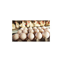 Œufs de poule frais et fertiles disponibles en stock important pour l'incubation commerciale, haute qualité