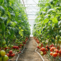 Serre agricole commerciale à simple travée en film PE, avec structure en acier galvanisé à chaud, pour la culture de tomates et légumes en Espagne