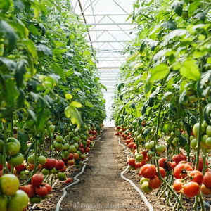 Serre commerciale pour tomates, serre à film monocouche pour projets d'agriculture horticole en Espagne - Product Image 3