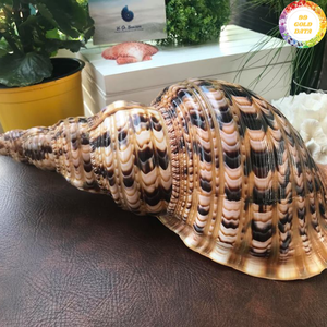 Decoración de Concha Marina Natural Trompeta Tritón, Hecha de Material de Concha Oceánica para Exhibición en el Hogar, Elaborada en Vietnam - Product Image 2