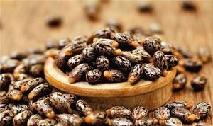 Buy Quality Premium Castor <b>Seeds</b> Thai Origin Raw Natural 2 Year Shelf Life Food Grade Custom Brand Cool Dry <b>Storage</b> Immediate - Product Image 3