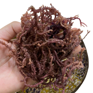 Musgo de mar orgánico crudo seco musgo irlandés para gel Seamoss | Precio barato de Seamoss secado al sol Wildcrafted-Caryln 0084935825297 - Product Image 1