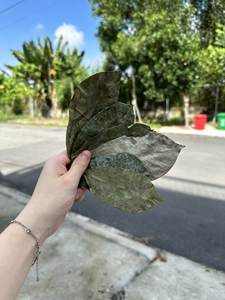 ใบสดจากเวียดนามใบ100% สำหรับการส่งออก2025ขายดี - Product Image 3