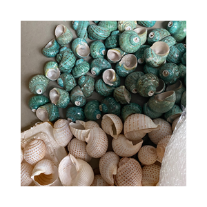 เปลือกหอยเปลือกหอยธรรมชาติสำหรับตกแต่ง Fusinus undatus - Product Image 5