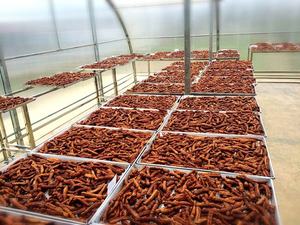 มะขามพร้อมการส่งออกเมล็ดพันธุ์ประเทศไทย - Product Image 4