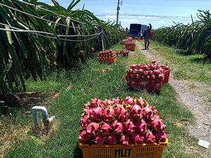 Fruta del Dragón Lista para Enviar, Fruta Fresca, Pitaya - Product Image 6
