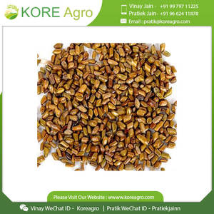 Prix de gros Cassia Tora Graines de Cassia naturelles Séchées Semen Cassia Graines de Cassia Thé aux herbes - Product Image 4