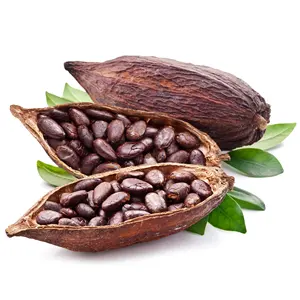 Fèves de cacao crues séchées au soleil, fournisseurs de fèves de cacao, fabricants, grossistes