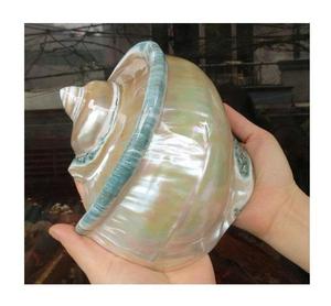 Turbo Seashell Bulk Wholesale Export Pour Creative Coastal Style Décoration Resorts Hôtels Restaurants Centres de table pour événements de mariage - Product Image 1