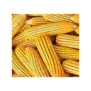 Maíz seco congelado de alta calidad/maíz amarillo dulce a granel, precio al por mayor Premium con envío rápido directo del proveedor - Product Image 6